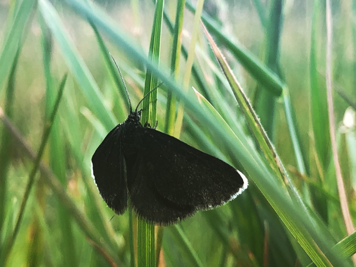 forestfairylake's tweet photo. Last nights stroll #chimneysweeper #moth #peacockbutterfly #caterpillar #insects #meadow #mushrooms #dryadsaddle #summer #woodland #woods #forest #trees #plants #wildlife #nature #goodorthesoul #NaturePhotography #photography #windermere #LakeDistrict #Cumbria https://t.co/8jb0I9SwbJ
