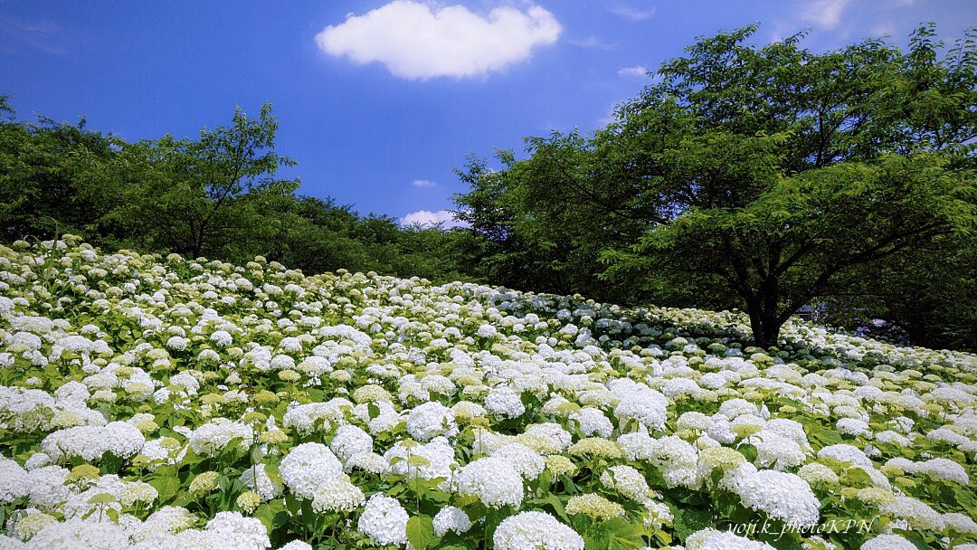 旬感フォト Yoji K Photojpn 権現堂の紫陽花 アナベルの絶景スポット 埼玉県幸手市 権現堂公園 あじさい 開花状況は見頃です 美しい紫陽花の公園 アジサイ 撮影スポット ファインダーの越しの私の世界 Japanlandscape Tripjapan T Co 旬感フォト Yoji K Photojpn 権現堂の紫陽花 アナベルの絶景スポット 埼玉県幸手市 権現堂公園 あじさい 開花状況は見頃です 美しい紫陽花の公園 アジサイ 撮影スポット ファインダーの越しの私の世界 Japanlandscape Tripjapan T Co