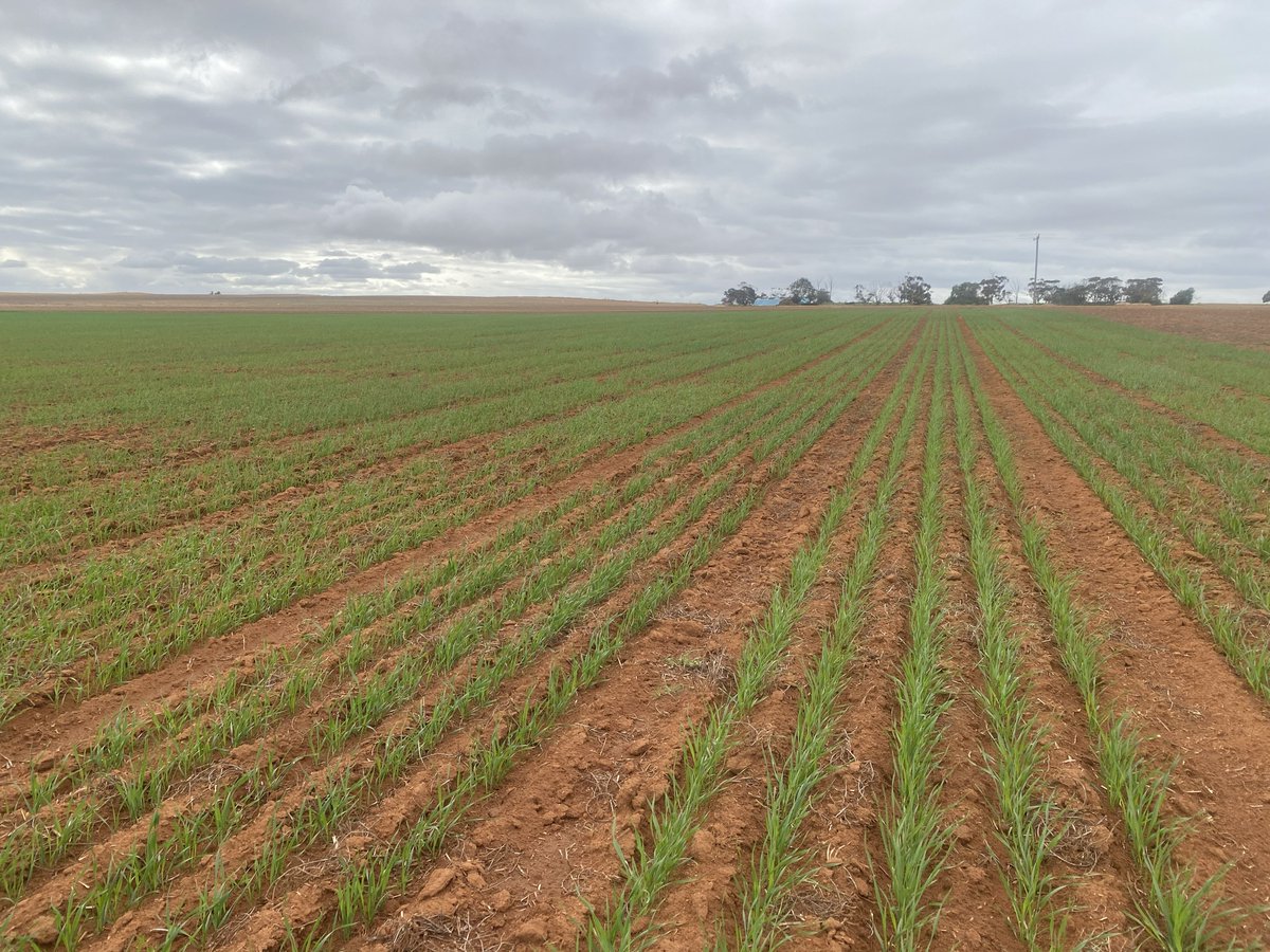 LongReach Plant Breeders wheat trial at Murrayville, Victorian Mallee.
Perfect conditions for assessing early vigour in sandy soils! #wheatbreeding #Malleesandysoils