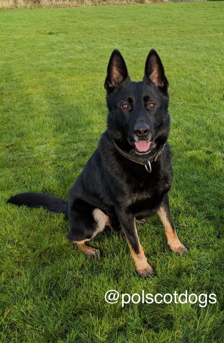 PSOSDogs's tweet image. #PDBodie assisted his colleagues in @EKRuthCambusPol last night, he recovered a knife that was used during a disturbance providing valuable forensic opportunities. 
#NoKnivesBetterLives
#TeamWork