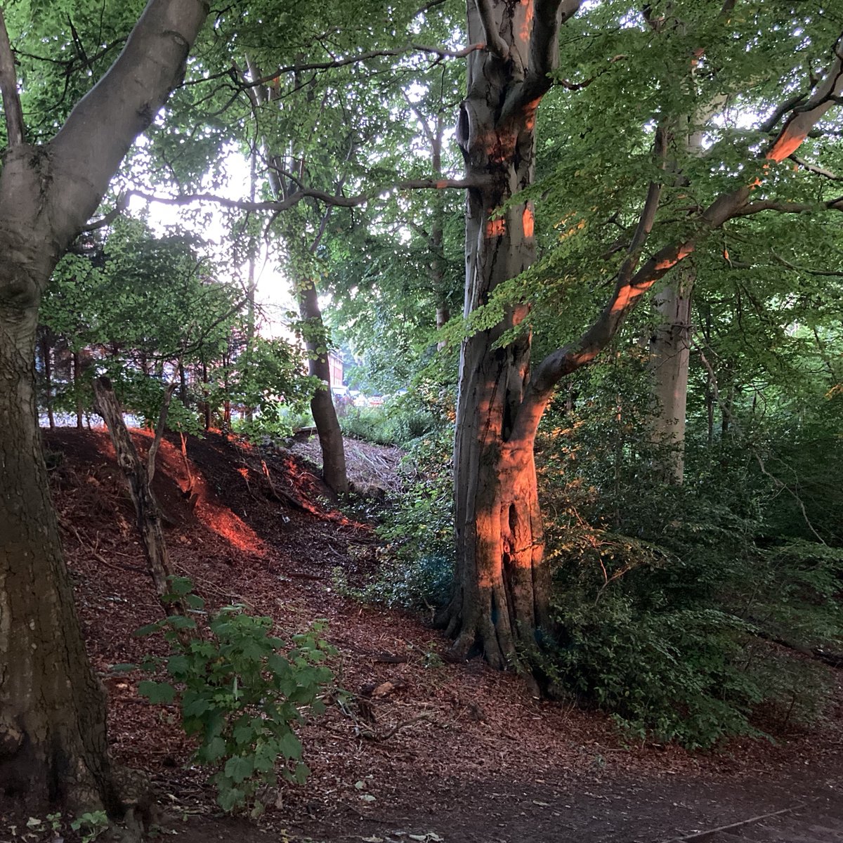 Gledhow Valley Woods 2: the very last of the setting sun - at 9 o'clock in the evening! - striping a crimson splash through the low canopy.  <a href="/FGVWinfo/">FGVW</a>