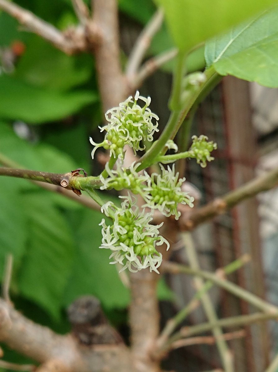 かをす影文 クワの花 今年第2弾の開花です 花弁がなく 蘂 しべ だけの面白い花です クワ 園芸