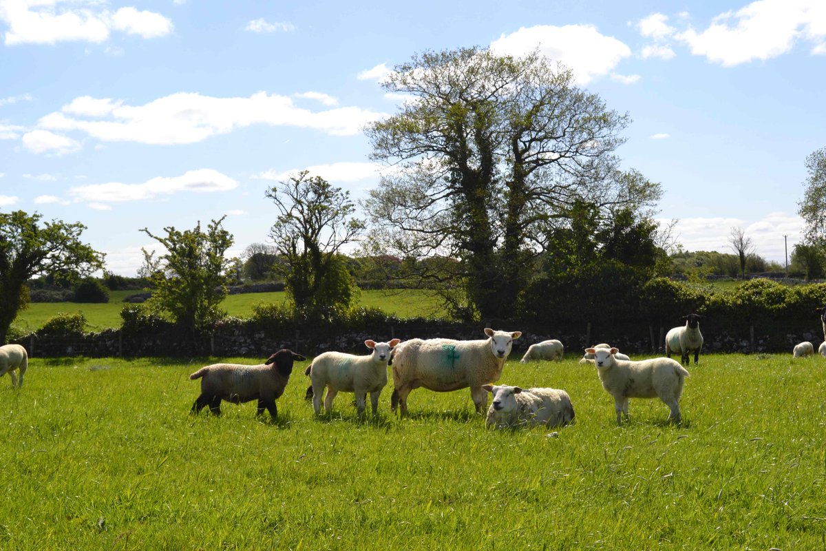 teagasc's tweet photo. A lot of flocks have started the process of selecting their replacement ewe lambs for this season. Dr Fiona McGovern joined Ciaran Lynch for this week's #Ovicast to share some of her insights in the area. Listen to it here https://t.co/S1Daj2jGvT #TeagascDaily @TeagascSheep https://t.co/m3ZdmsIa22