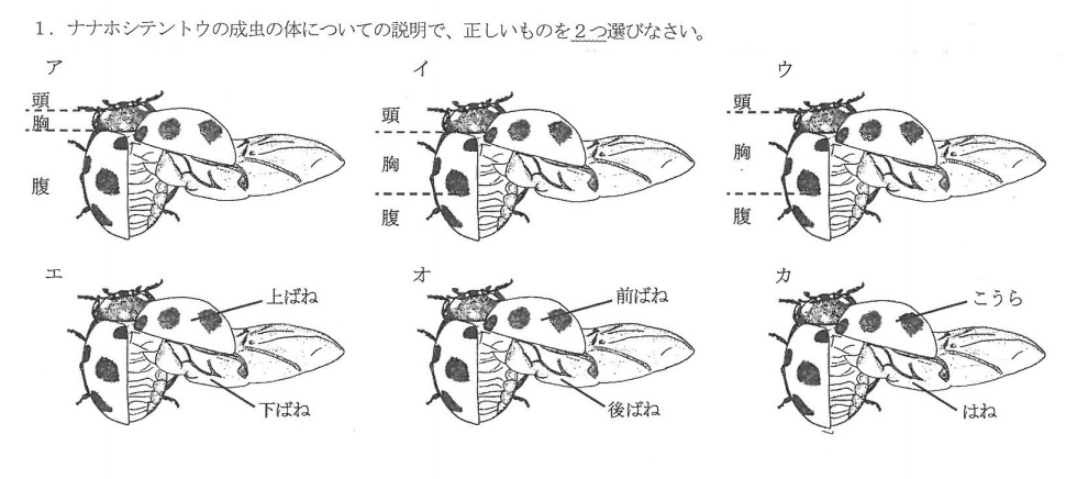 アルファ実験教室 على تويتر 最近は昆虫が入試問題でどのように出されているのかなぁと思ってたら 今年の筑波大附属駒場中の大問１問１で出題されていましたね 解けますか T Co 1w5p8o4tey تويتر