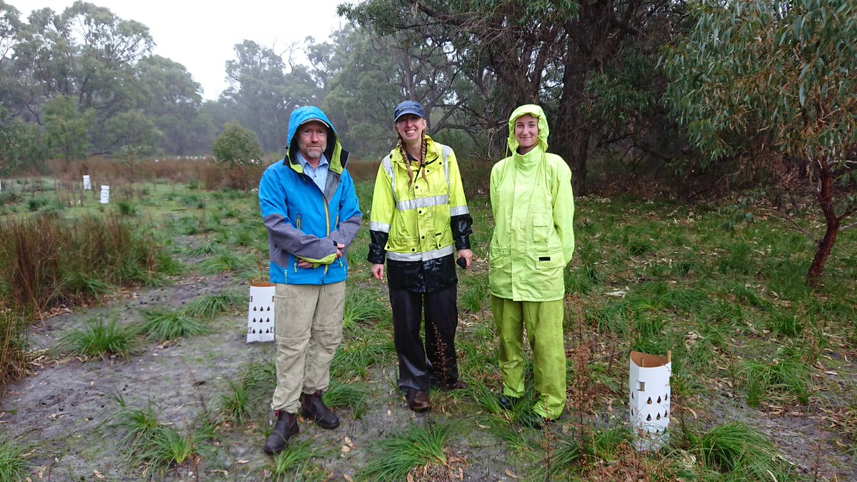 Great to make a start on our #Ramsar482  project revegetation work in Yalgorup NP. Full marks to the team from <a href="/NaturalArea/">Natural Area</a> for not letting the rain stop them! @AusLandcare