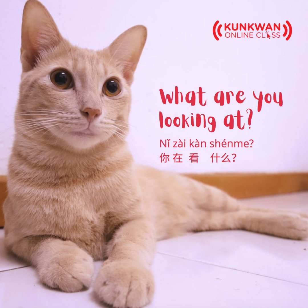 AriAiren's tweet image. Nǐ zài kàn shénme?
你 在 看 什么？
(apa yang awak sedang tengok?)
What are you looking at?
👀🐈👀🐈👀🐈👀🐈👀🐈

Nǐ 你 = awak
zài 在 = sedang
kàn👀看 = tengok 
shénme 什么 = apa

#CatLover
#TengokPunTakBolehKe
#KunkwanOnlineClass