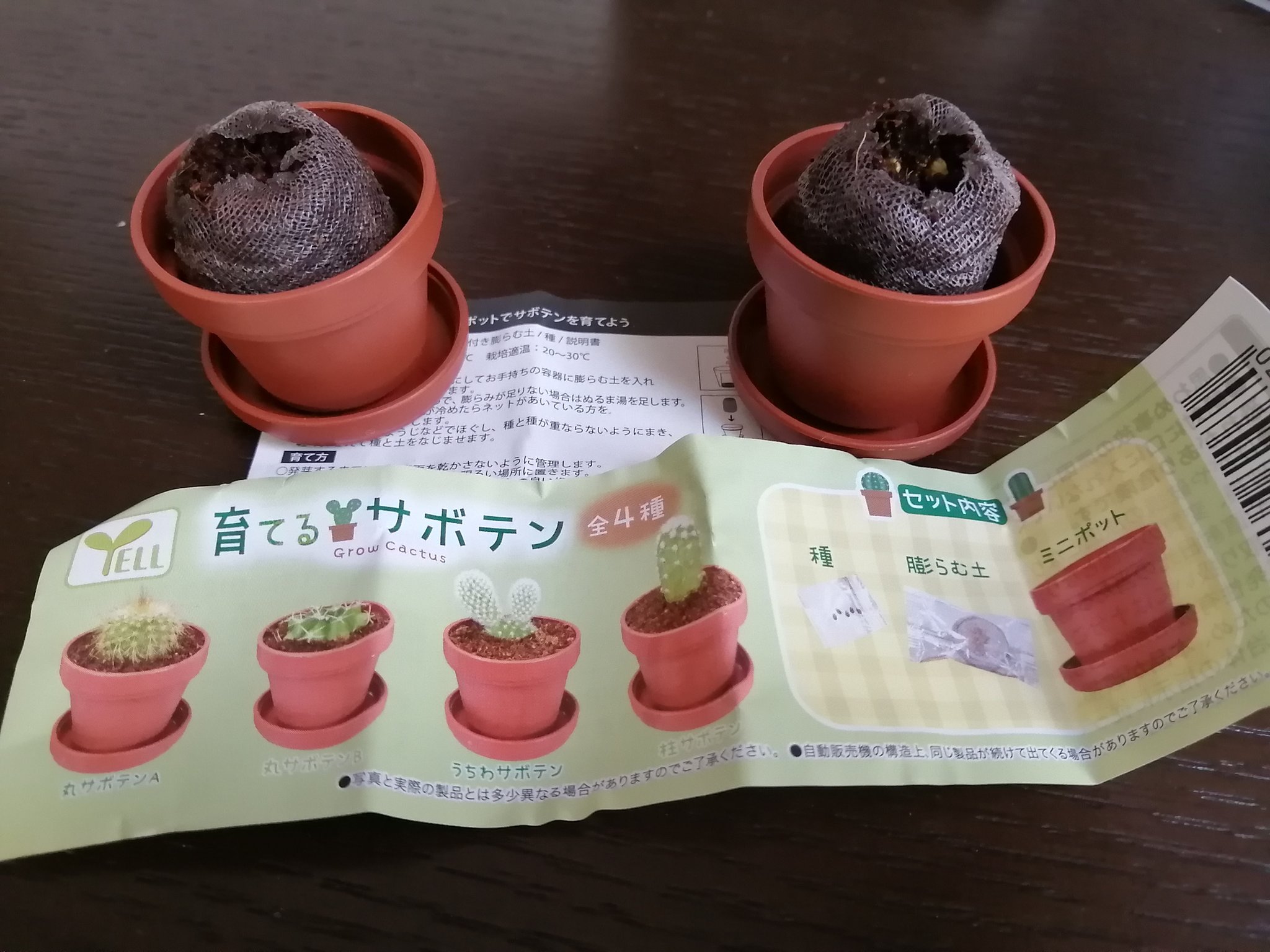 ぴ ガチャガチャのサボテン植えた 発芽しますように