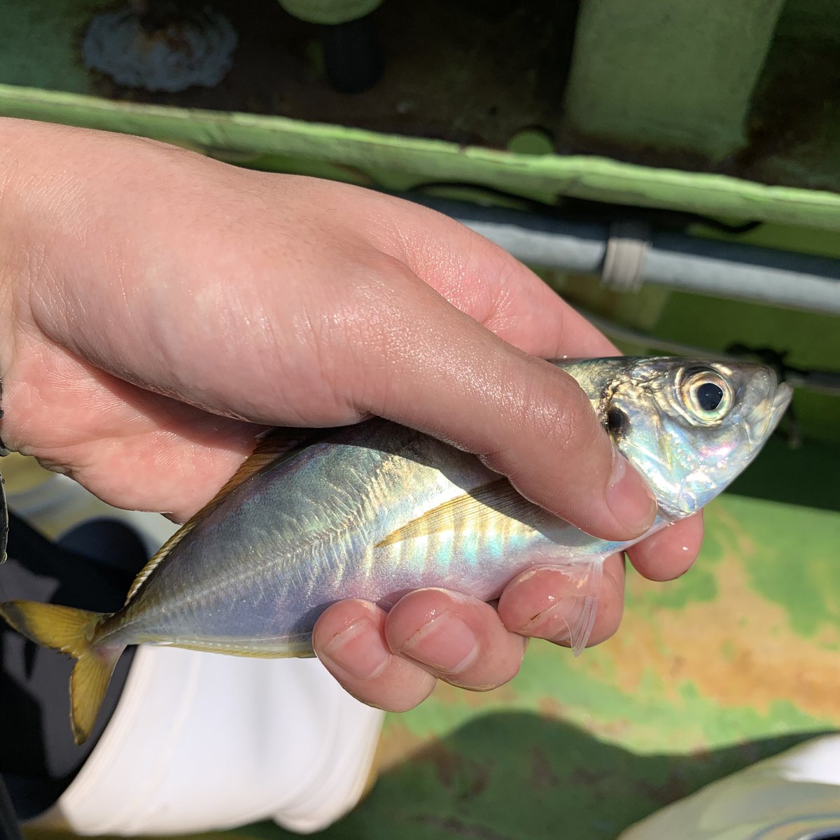 万里 一空 Pink アジ釣 イシモチの方が沢山釣れる 鯵 アジ 横須賀