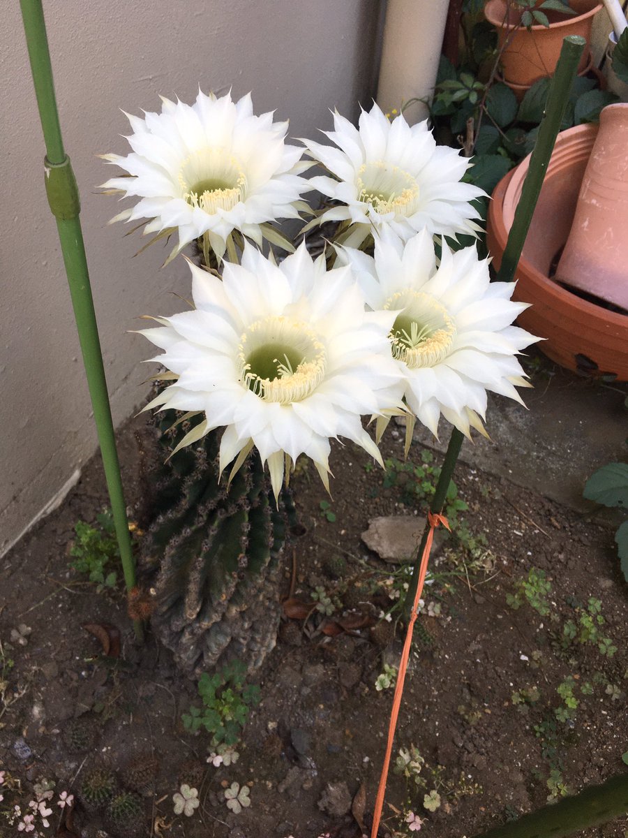 gen_ooo's tweet photo. 会社に植ってるサボテン。
���んなに大きくて綺麗な花を咲かせてるのは初めて見たので思わず。 https://t.co/Obw2getaQF