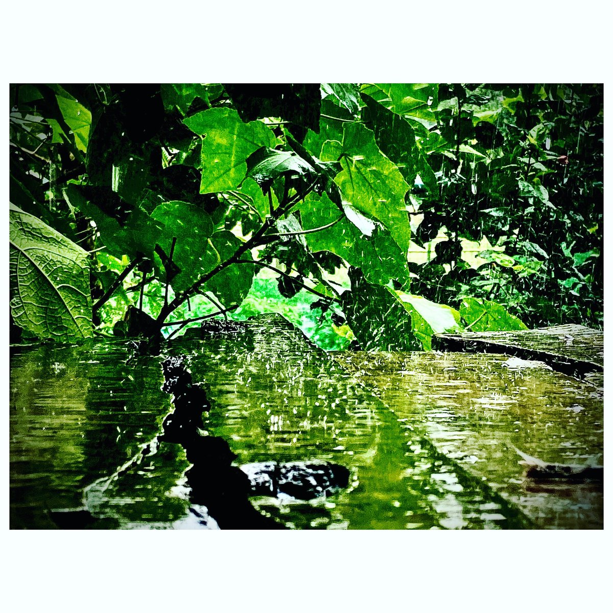 Snehasisbhatta4's tweet photo. Here comes the season of love❤️❤️❤️
#rain #mobilephotography #love #liveforeveryone ❤️ https://t.co/xnyscogvIc