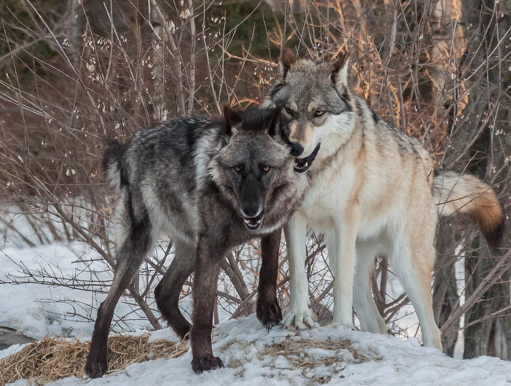 HourlyWolves presents: