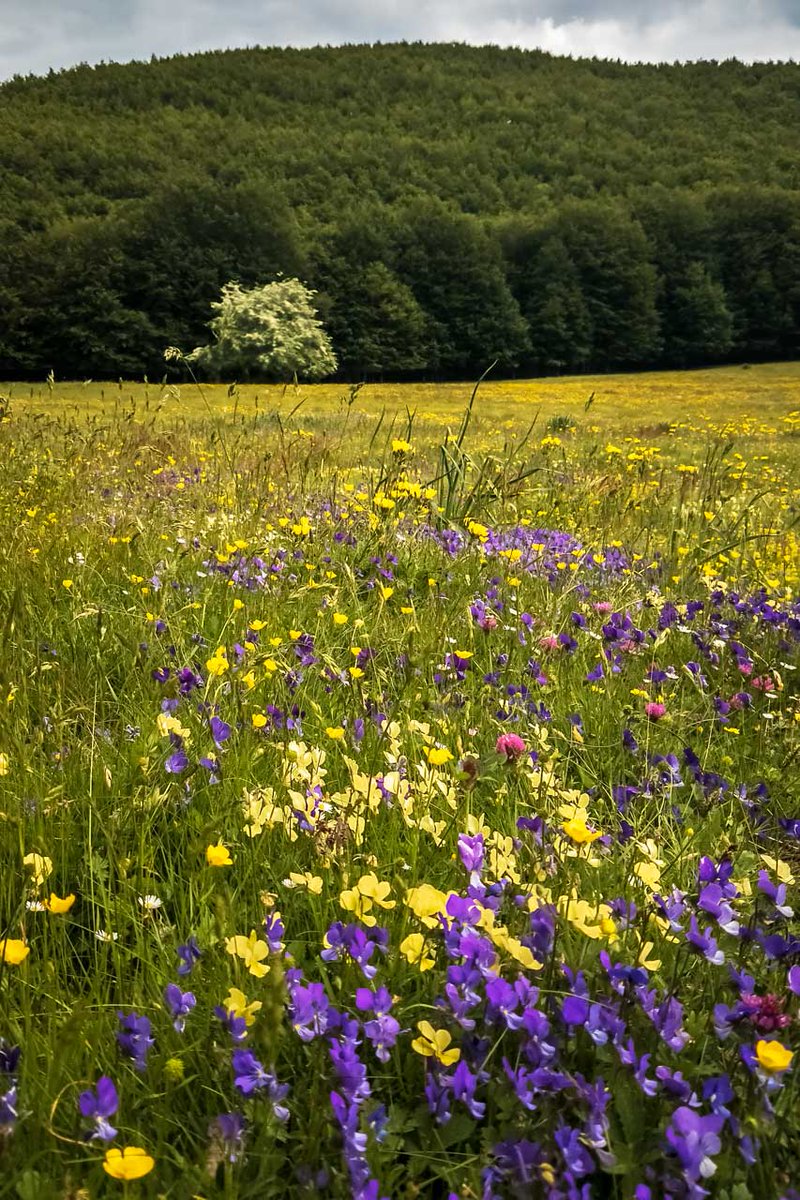photosontheroad's tweet photo. Springtime in my homeland
https://t.co/sr6XBx1uuV
#landscapephotography #landscapelovers #landscapes #EarthVisuals #beautifulplaces #naturelover #hiking #mountain #scenery #landscapehunter #landscapelover #terminio #irpinia #irpinianatura #irpinialandscapes #irpiniapaesaggi https://t.co/9NnYilumyD