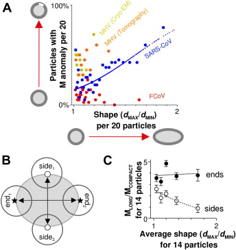 DeenaSierra1's tweet photo. A structural analysis of M protein in coronavirus assembly and morphology
#structuralbiologyconferences #structuralbiologyevents #onlineevents #webinarevents #structuralanalysis #structuralbiolgyprofessionals https://t.co/yQvlc0vVlW