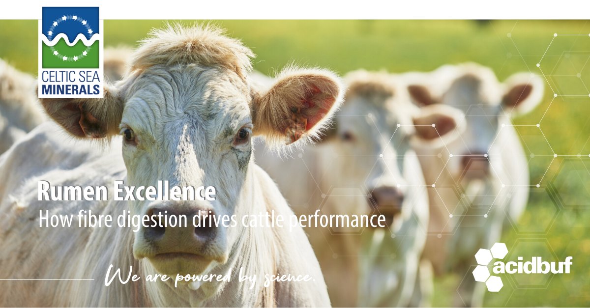 💡 #WednesdayWisdom 
🐄 How #fibre digestion drives #beef #cattle performance?
👨🏼‍🏫 The Brazilian Journal of Animal Science published the results obtained by Rossi et al. (2019).

Get powered by our #science and read blog #7
ow.ly/33FN50A8Wve

#feedlot #animalhealth #acidosis