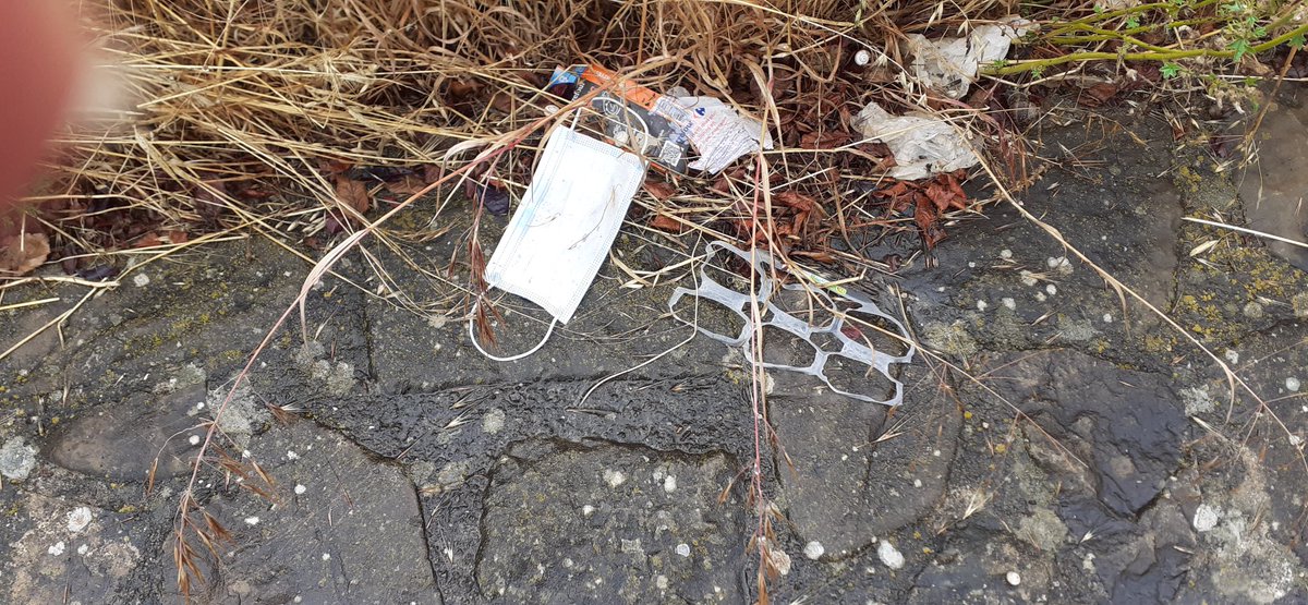 Jazzy Dolphin 🐬 tweet media