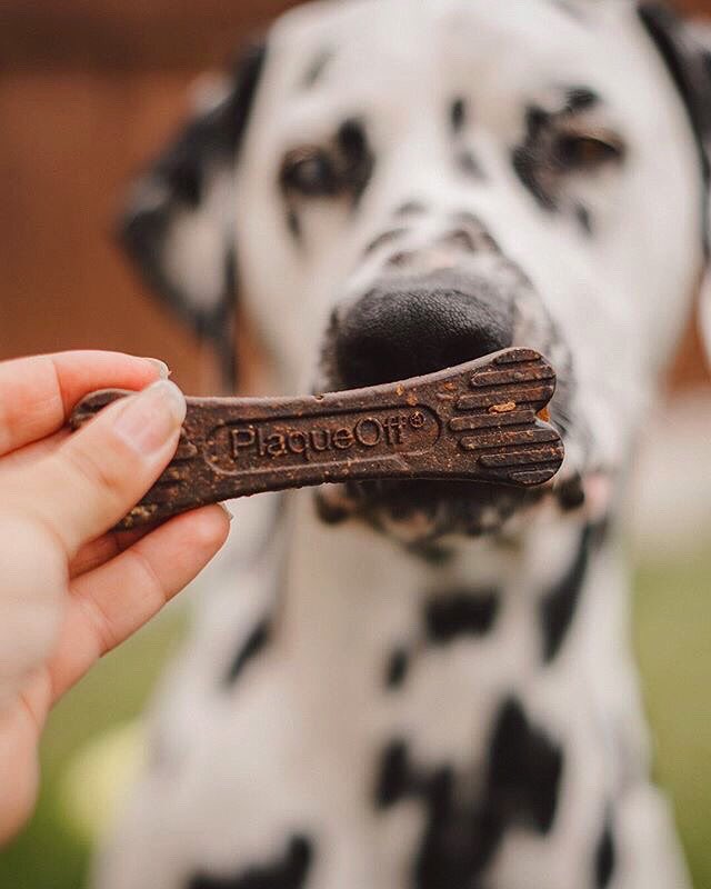 swedencareuk's tweet photo. Which is your favourite flavour of Dental Bones? @polka_dot_loki ‘s is Turkey & Cranberry! 🥓🍗🎃🌱 🦃 🔴🔵
#PlaqueOff #PlaqueOffDentalBones #Plaque #Tartar #BadBreath #Dalmatian https://t.co/S3adf06qt5