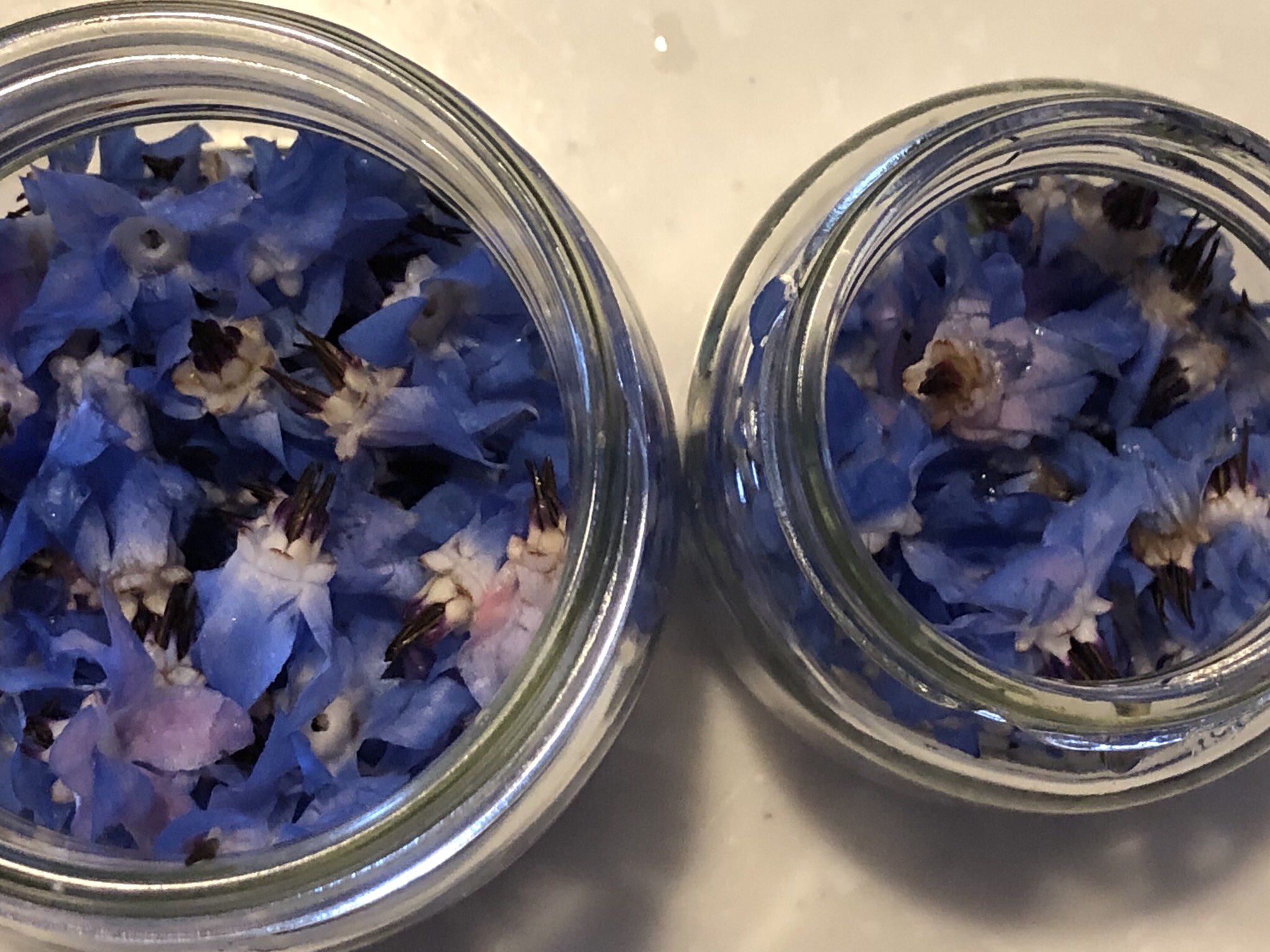 ボリジの花 Twitter Search Twitter