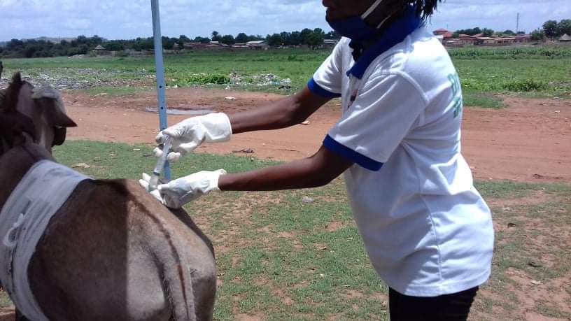LiberiaAnimal's tweet photo. Every day, our team is confronted with the most critical and chronic #healthcare issues for #workinganimals in Guinea. Your support help these #animals https://t.co/r6A9R1DB7q
 #WorkingAnimalsMatter #Donkeys #DonkeyHealth #Animals #StopAnimalAbuse #HelpAnimals #OneWelfare https://t.co/3w3SodKFHU