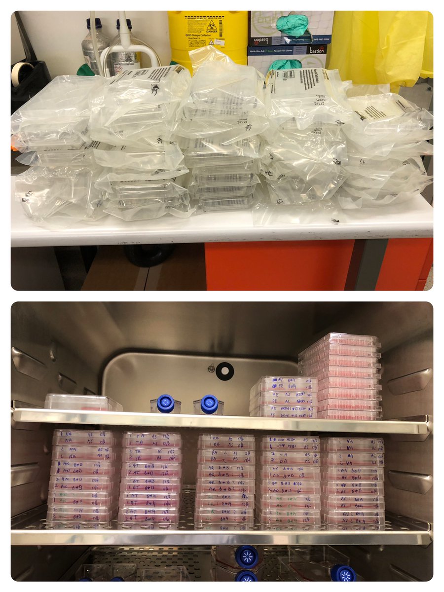 Back to tissue culture with a vengance! Really appreciating the hrs of work put in by my honours student <a href="/taooooooox/">Glove</a> today, she made these experiments look easy. Also thanks to <a href="/yueyue552/">Daniel_Yue</a> for helping with the clean-up.