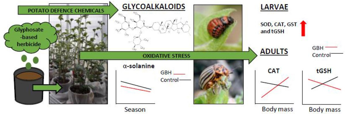 Aigi Margus (@aigimargus) on Twitter photo Glyphosate-based herbicide has soil-mediated effects on potato glycoalkaloids and oxidative status of a potato pest
sciencedirect.com/science/articl… @MiiaRainio <a href="/LeenaLindstrom/">Leena Lindström</a> @kari_saikkonen #glyphosate Glyphosate-based herbicide has soil-mediated effects on potato glycoalkaloids and oxidative status of a potato pest
sciencedirect.com/science/articl… @MiiaRainio <a href="/LeenaLindstrom/">Leena Lindström</a> @kari_saikkonen #glyphosate