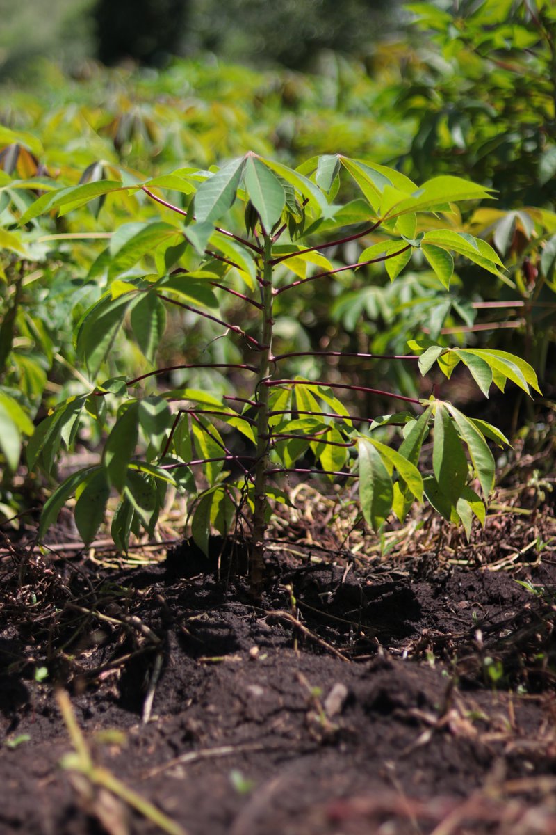 KenyaCIC's tweet photo. A commercial aggregator of drought-tolerant crops grown in western Kenya, our client @DashcropLTD champions the cultivation of orphan crops as a solution to food insecurity &amp; unemployment despite weather extremes.  

#DesertificationAndDroughtDay2020 @kilimoKE @Environment_Ke https://t.co/tesAv3CElu