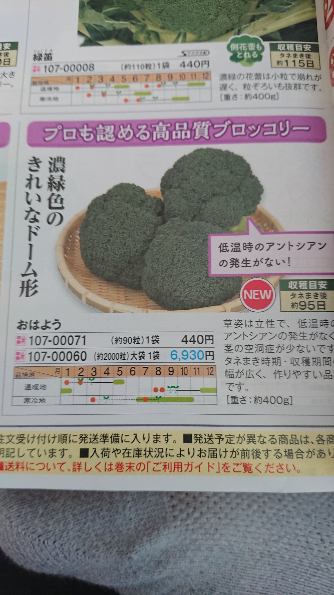 Yan En Twitter 野菜の種のカタログ読んでます ブロッコリー おはよう こんにちは こんばんは