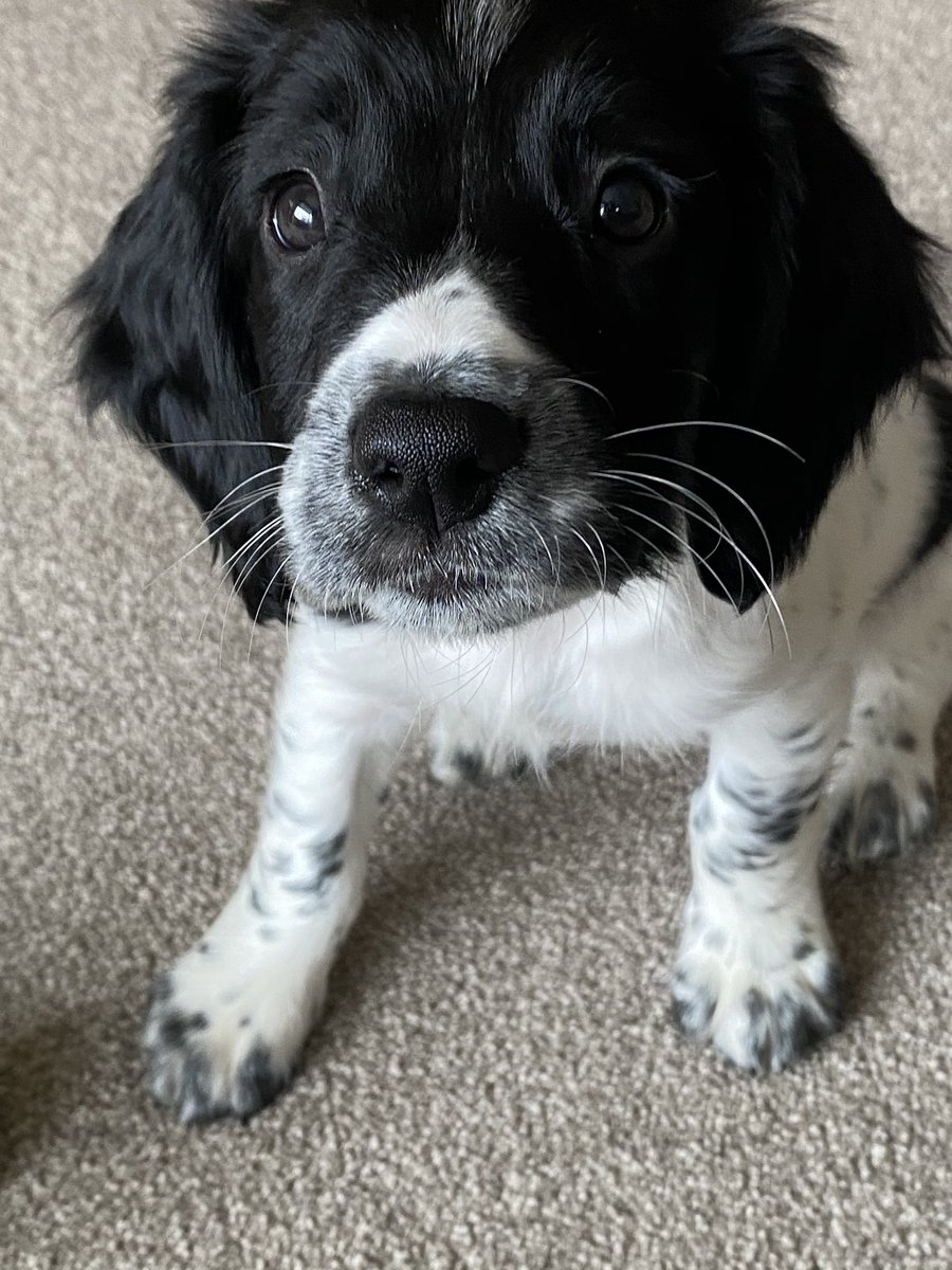 SpanielsofKC's tweet photo. Morning team woof 💙❤️
No wees in my crate! Mumma is over dis white fing in the clouds, she calls it a mooooooooon! Sounds like one of those ermentrude-beasties!
Boop for a boop
#esslove #esspup #pupdate #dogsoftwitter #puppiesoftwitter #puppydogeyes #blackandwhite #dotd #potd https://t.co/KOY5lGbbHZ