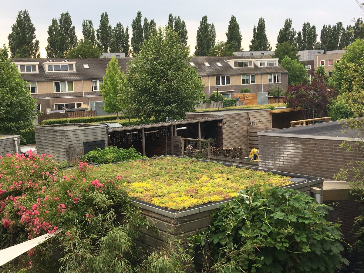 Het resultaat van het groene-daken-project in Terwijde. Vrijdag gelegd, zaterdag de eerste bijen gezien.  Bedankt buren voor het regelen en @GemeenteUtrecht voor de subsidie!