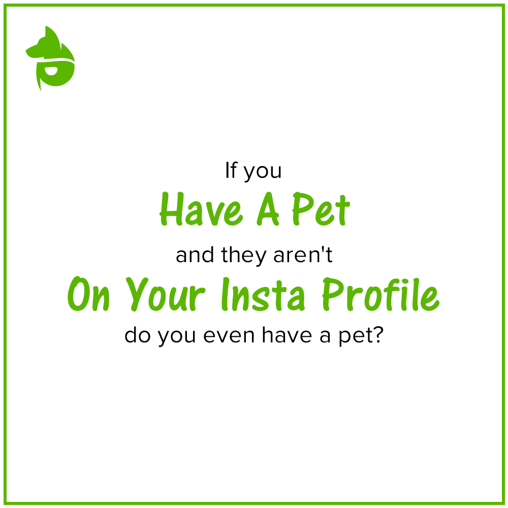 pettmapp's tweet photo. Tag @pettmapp Pettm and use #PetTM to featured on our page.

#PetTM #PetsareFamily https://t.co/HPNKL4uzDM