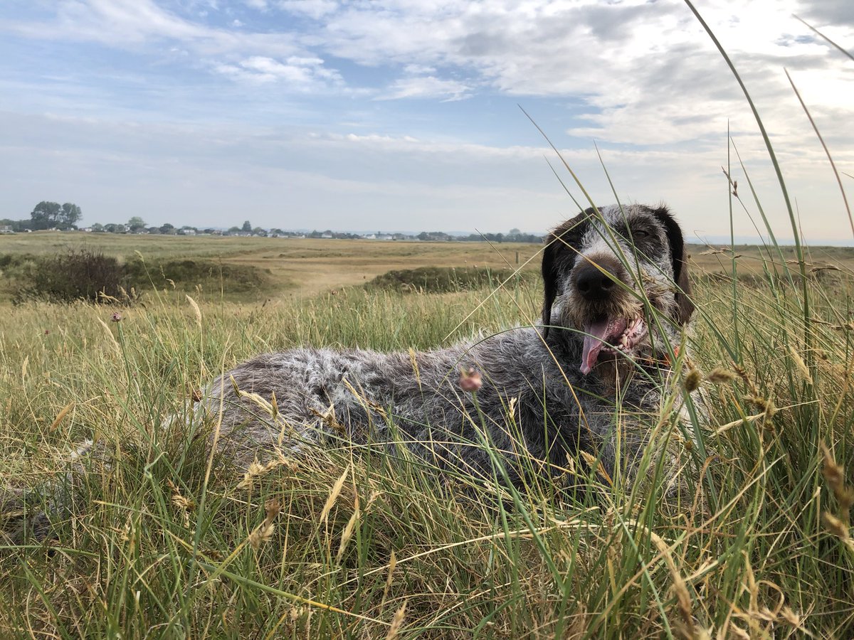 HayhurstBoo's tweet photo. Quick rest in the cool grass #MeetBoo #pointerlife #busy #needarest #dogs #grass #love #happy #outearly #enjoy #life #dogsofinstagram #gwp #bestlife https://t.co/eFRlugcK7Z