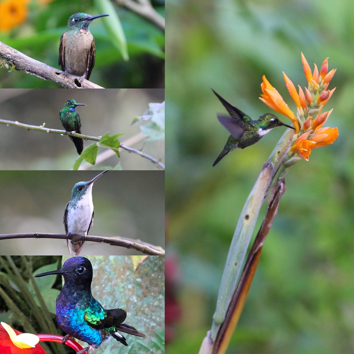 RIExpeditions's tweet photo. Hummingbirds of Ecuador ❤️ https://t.co/SCVVwYCsVE