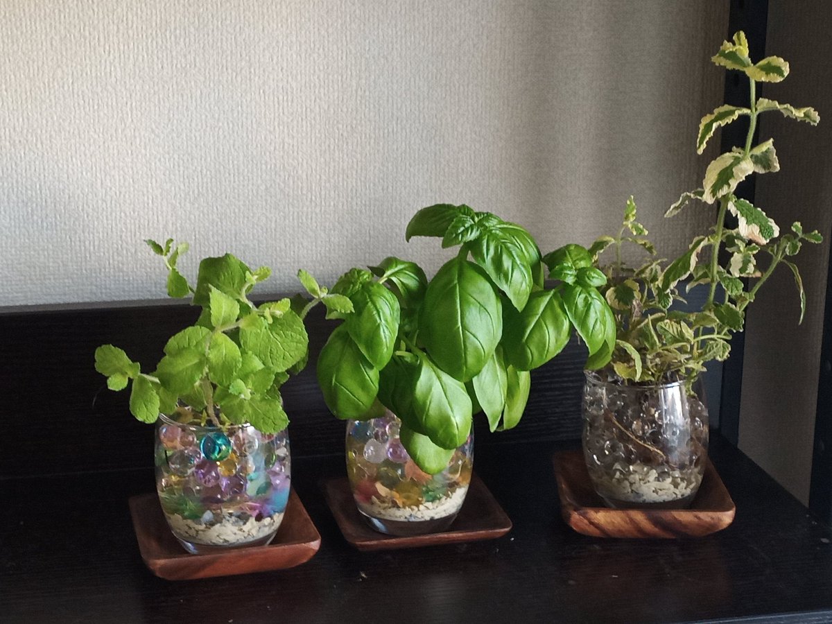 モモタロー のやつですね なかなか綺麗です ちゃんと植物が栽培できるなら良さそう 水でふくらむジェリーボール クリスタルボール プランツボール アクアボール ぷよぷよボール Diy ガーデニング 観葉植物 水耕栽培 ハイドロカルチャ T Co