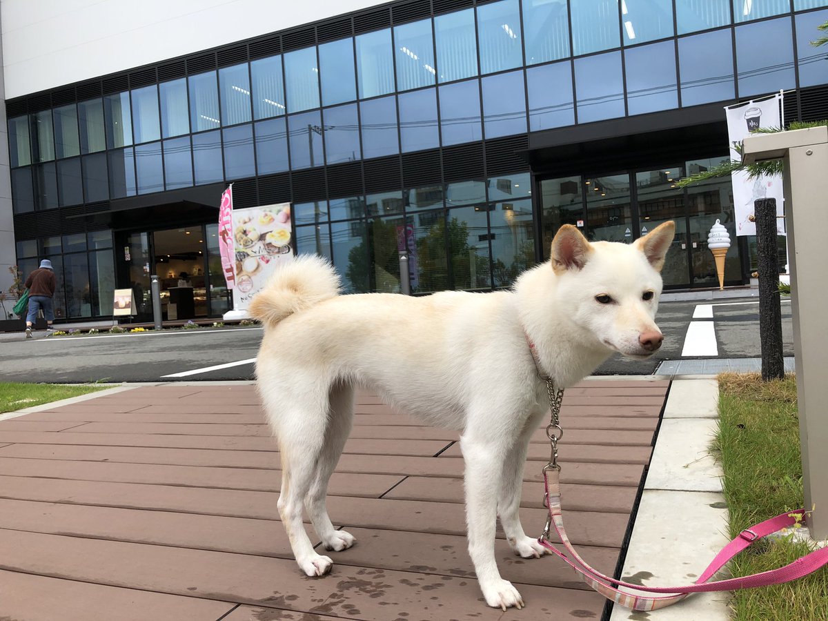 海老名の白い犬 カワイイ うちの子も白柴で おこめ という名前です