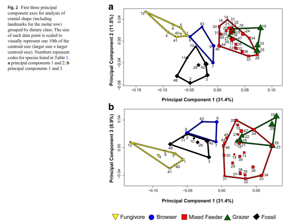 MonashBiol's tweet image. What did fanged kangaroos eat? Preliminary evidence from morphometric analysis suggests that they had a similar diet and co-existed with macropodids at Riversleigh World Heritage Area before their decline and eventual extinction link.springer.com/article/10.100… @DrTeethAl #MonashEvolution