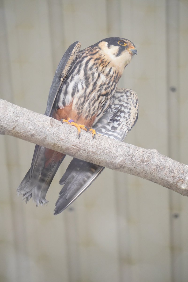 ハヤブサのいる動物園は 飼育展示動物園とハヤブサ情報まとめ アリエスコム Ariescom