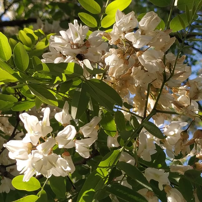 vitebskmiod's tweet photo. #Акациябелая #Robinia #pseudoacacia
#дерево выс. до 20 м. #Листья состоят из 9—21 листочка, овальных или продолговатых, на коротких черешках с #прилистникам в виде острых колючек. Цветки #белые, крупные, душистые,.
#Плод — #боб. Используют для полезащитных лесонасаждений .. https://t.co/UgAV9yfLm4