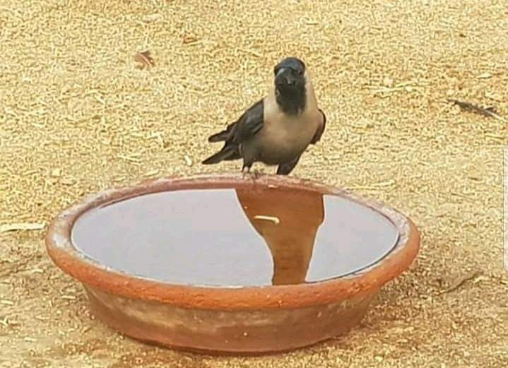 DasLarai's tweet photo. This Summer may Cross 45 degrees.
Many Birds Die Due To Lack of Water.
Please Keep A Bowl of Water in Your Balcony Save them....
93% wan't Forward Dis Msg Will You.
Save The Birds Save The Nature. 
#PHMCSaveBirdsSaveHumanity 
@HinduPhmc https://t.co/PsSksPox2b