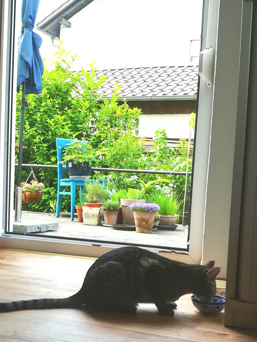 Muschelschloss's tweet image. Erstmal Frühstück... #Muxi