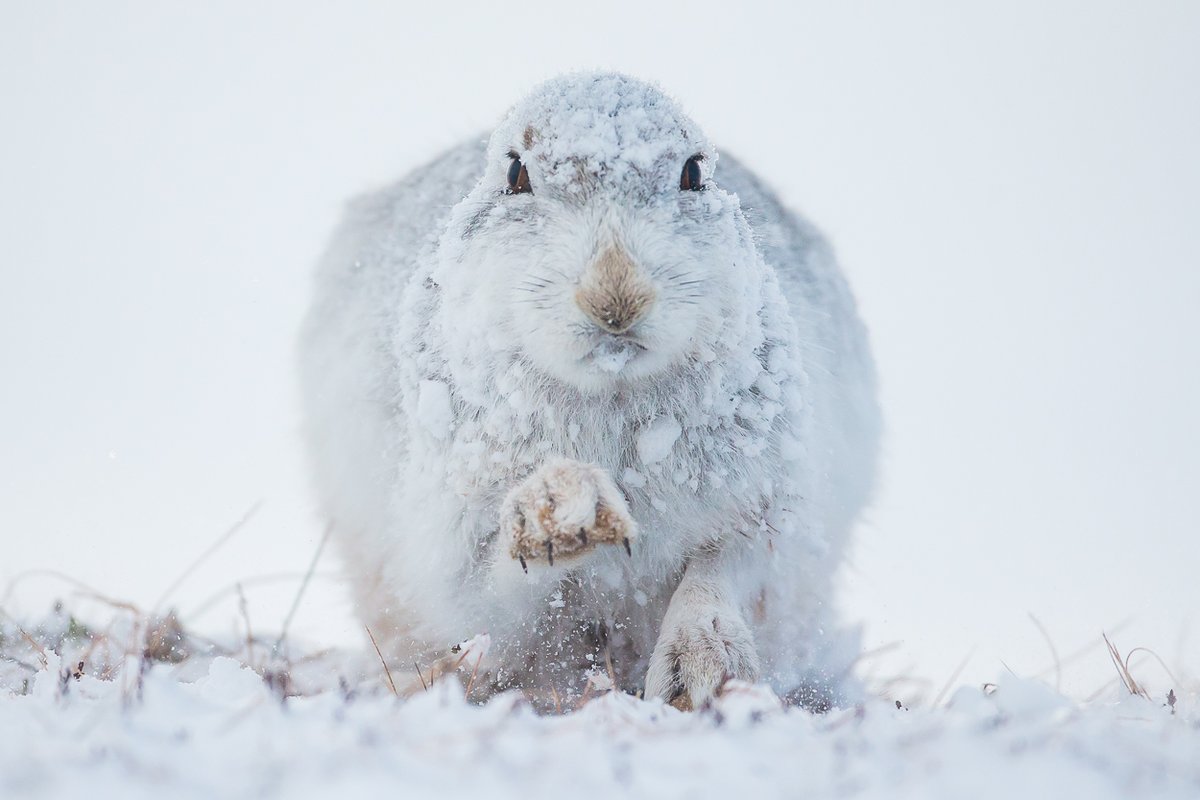 Ahead of today's debate in @ScotParl. It's amazing the petition to protect mountains hares has now reached 20k. Do your bit to help protect these awesome creatures. Please sign and RT to stop the slaughter of these hares greens.scot/protectmountai… @scotgp @AlisonJohnstone