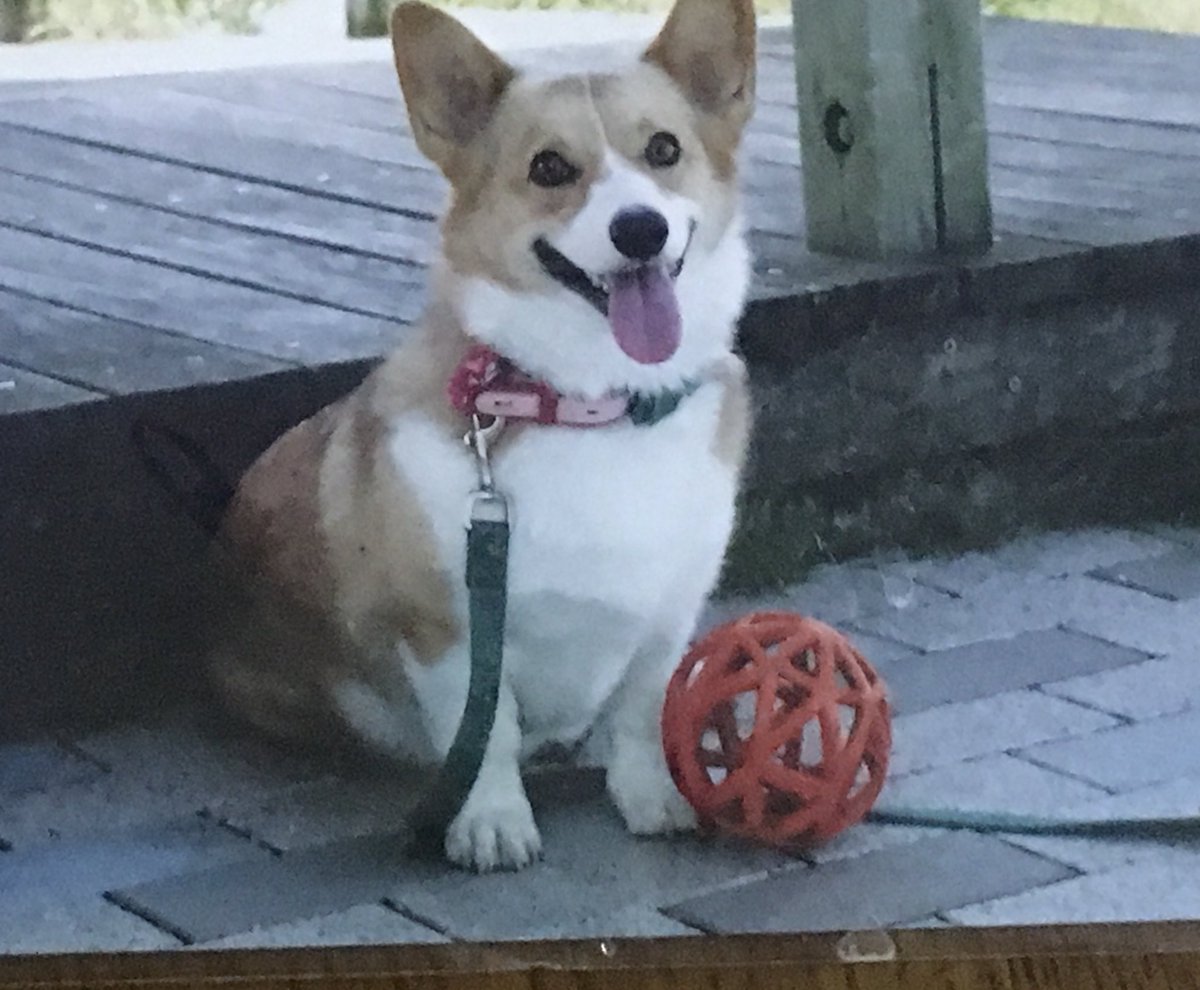 ruby_peko's tweet image. ルビー🐶ちゃん、抱っこできなくて寂しいよー