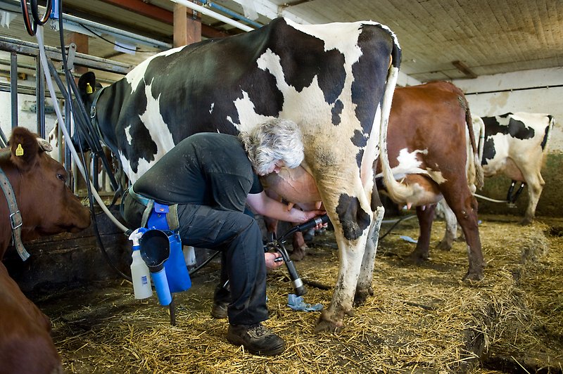 Svenska mjölkkor i världsklass för klimatet! När de största mjölkproducerande länderna i världen jämfördes hade svenska kor lägst klimatpåverkan från själva produktionen. greppa.nu/arkiv/nyhetsar…