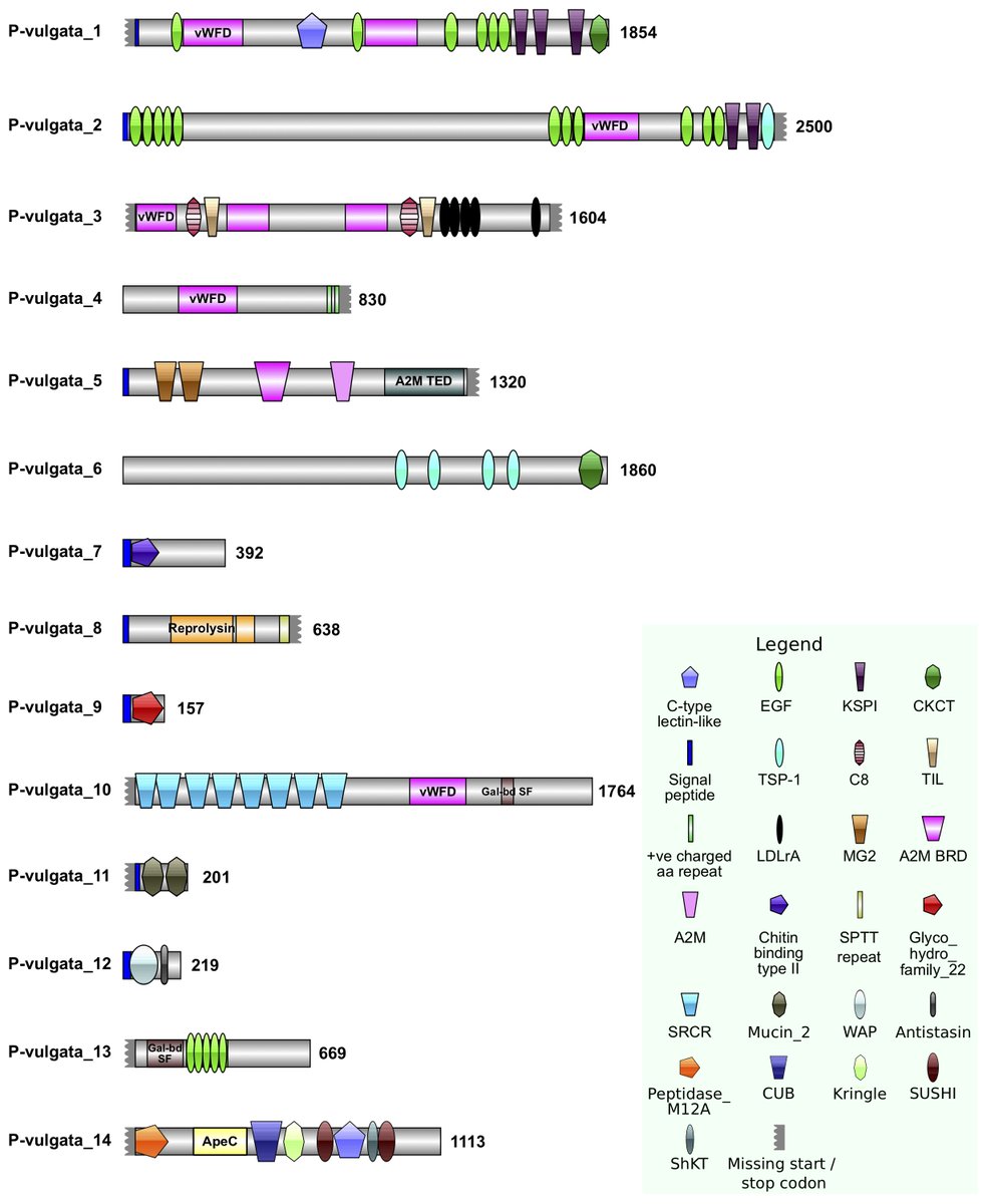 We found that patellid limpets do not generate large suction for attachment. Instead, when we analysed their pedal mucus (yes, I collected limpet 'slime'), we identified many proteins with similarities to known adhesive proteins from other marine inverts, like sea stars,