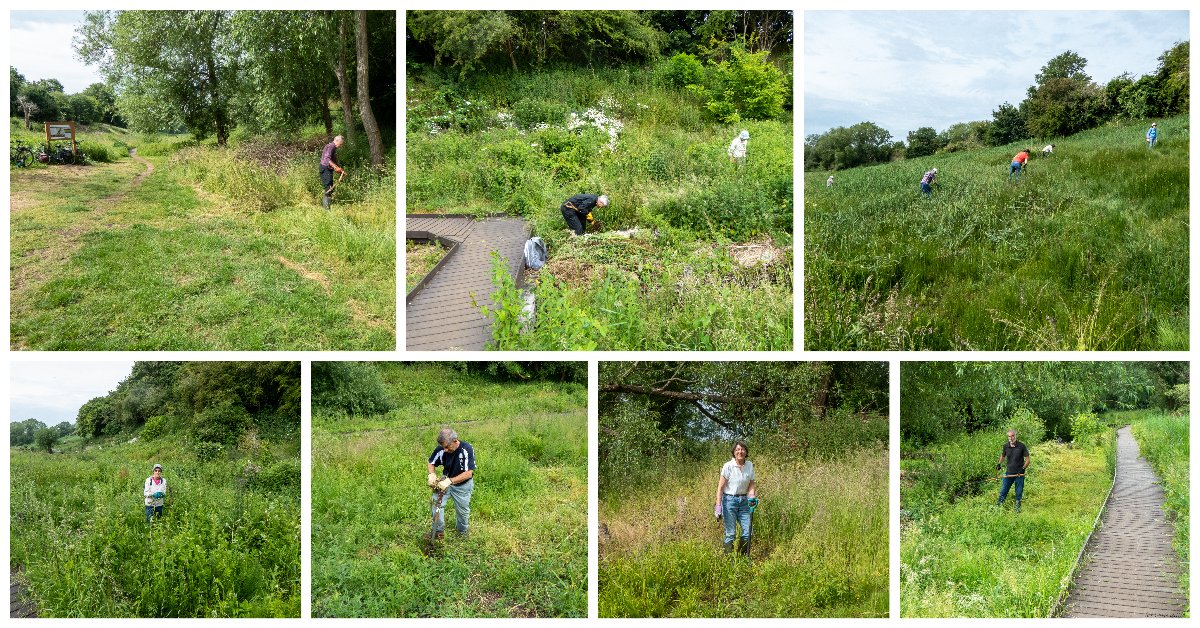 Great to have some new volunteers for our regular Wednesday morning work party today! Same jobs as usual though, snapping reed to discourage growth, digging out nettles and creeping thistles, and hand pulling Michaelmas daisies. And scything of course. Always more scything to do!