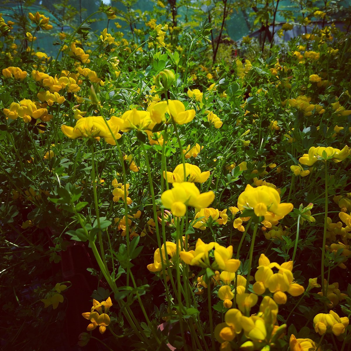 Loving the honey scent of these beautiful Bird's Foot Trefoil here <a href="/TheBotanics/">Royal Botanic Garden Edinburgh</a>. Great native plants for #urbanbiodiversity they are easy to grow and brilliant for pollinators. These are part of <a href="/BC_Scotland/">BC Scotland</a> project: #squaremeterforbutterflies.