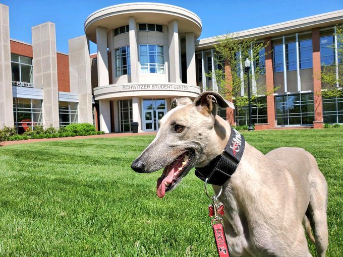 You still owe me a race, Grady. But I get a 30 second head start. Happy  #NationalMascotDay!