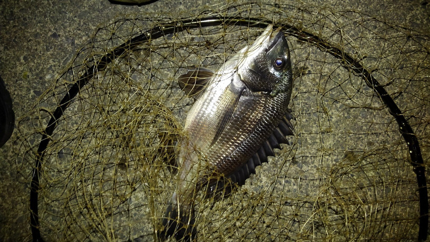 Roku 2 本日の釣果 黒鯛3枚 キビレ1枚 26センチ 43センチ 49センチ キビレ42センチでした キビレが1番のファイターでした 黒鯛 チヌ ふかせ釣り 焼津 小川港 T Co Nenm31o8vt Twitter
