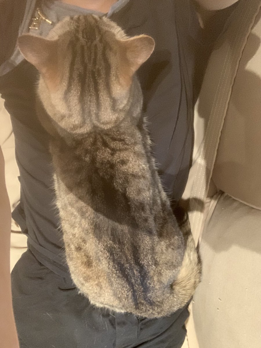 Cag Dogura どぐら ねこ 乗ってくる 重い Cag Dogura どぐら ねこ 乗ってくる 重い