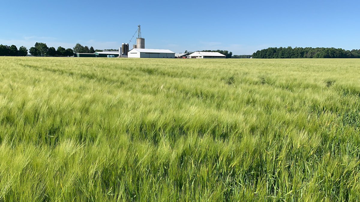 Ian Matheson tweet media