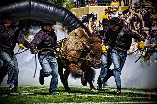 Hey Ralphie V! I hope you are enjoying your retirement. Uncle Trip says it’s not as bad as he thought it would be. He also told me all about your 12 groundbreaking seasons. I saw a video of you running, and I think he’s right, I think you might have broken the ground.