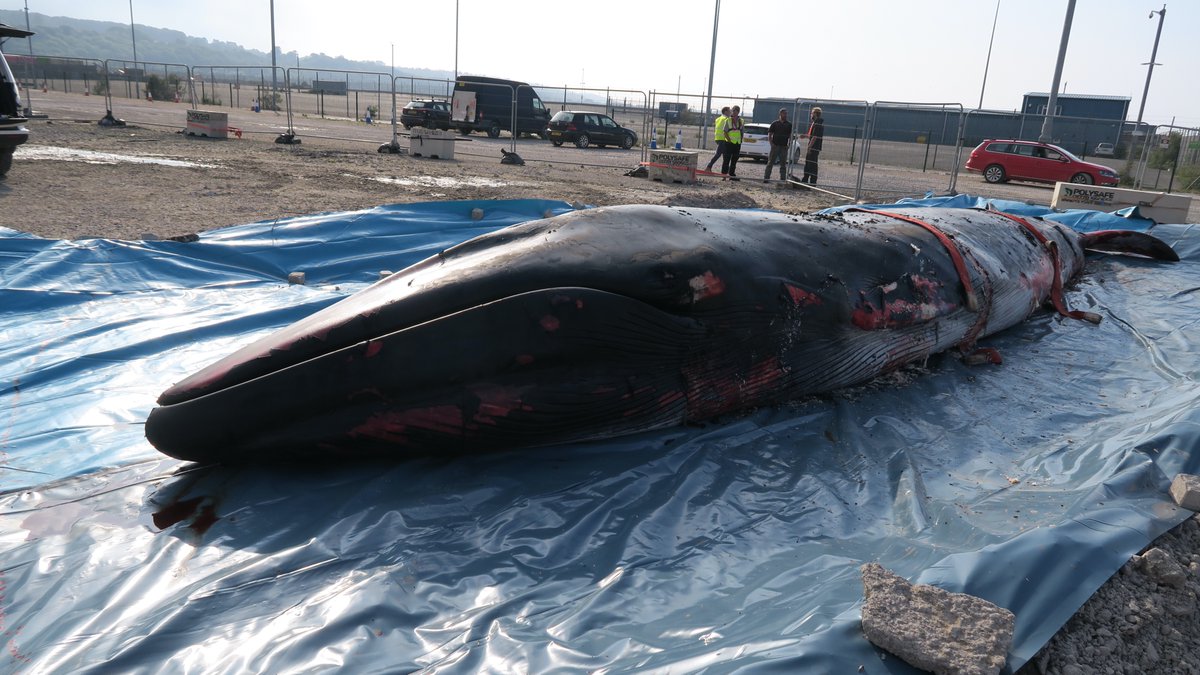 The whale was judged to be in moderate-poor nutritional condition, with no evidence of recent feeding. Note visibly protruding ribs and concavity behind head; also asymmetrical pigmentation of the head which is a feature of this species  https://uk.whales.org/whales-dolphins/species-guide/fin-whale/  #CSIoftheSea